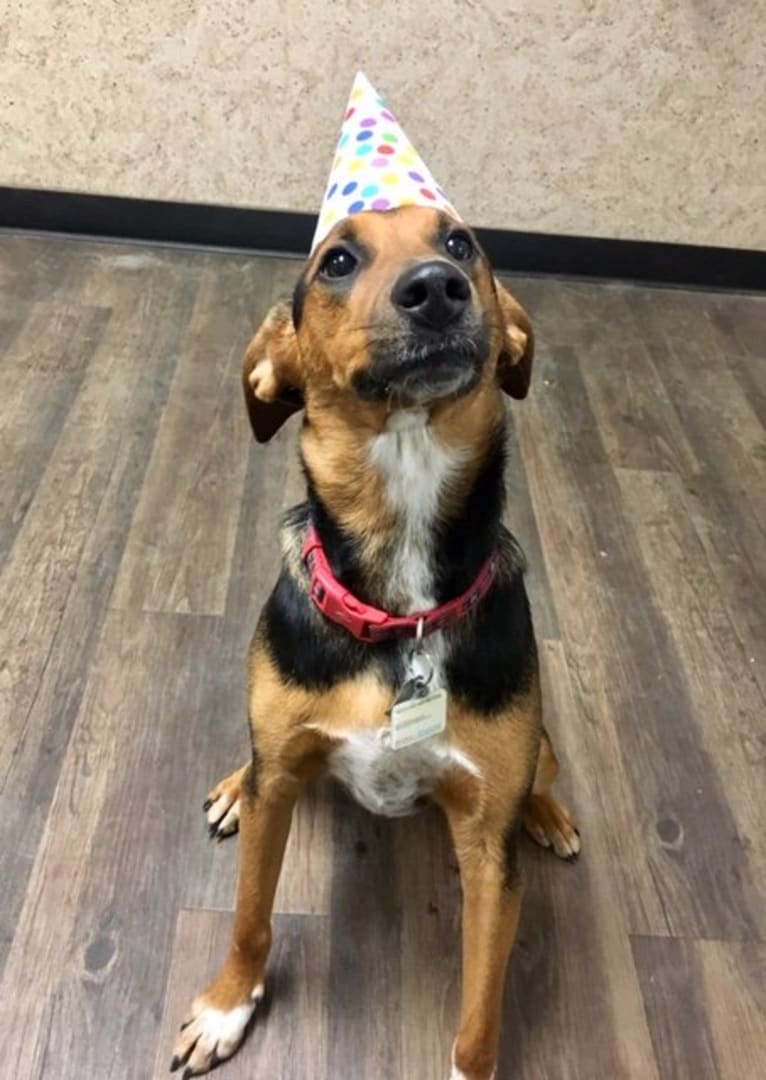 Chara, a Black and Tan Coonhound and Border Collie mix tested with EmbarkVet.com