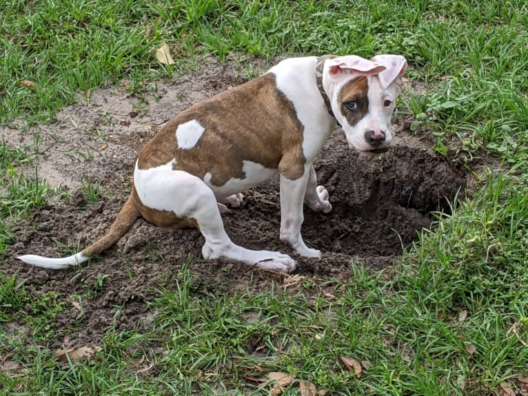 Skips, an American Pit Bull Terrier and American Bulldog mix tested with EmbarkVet.com