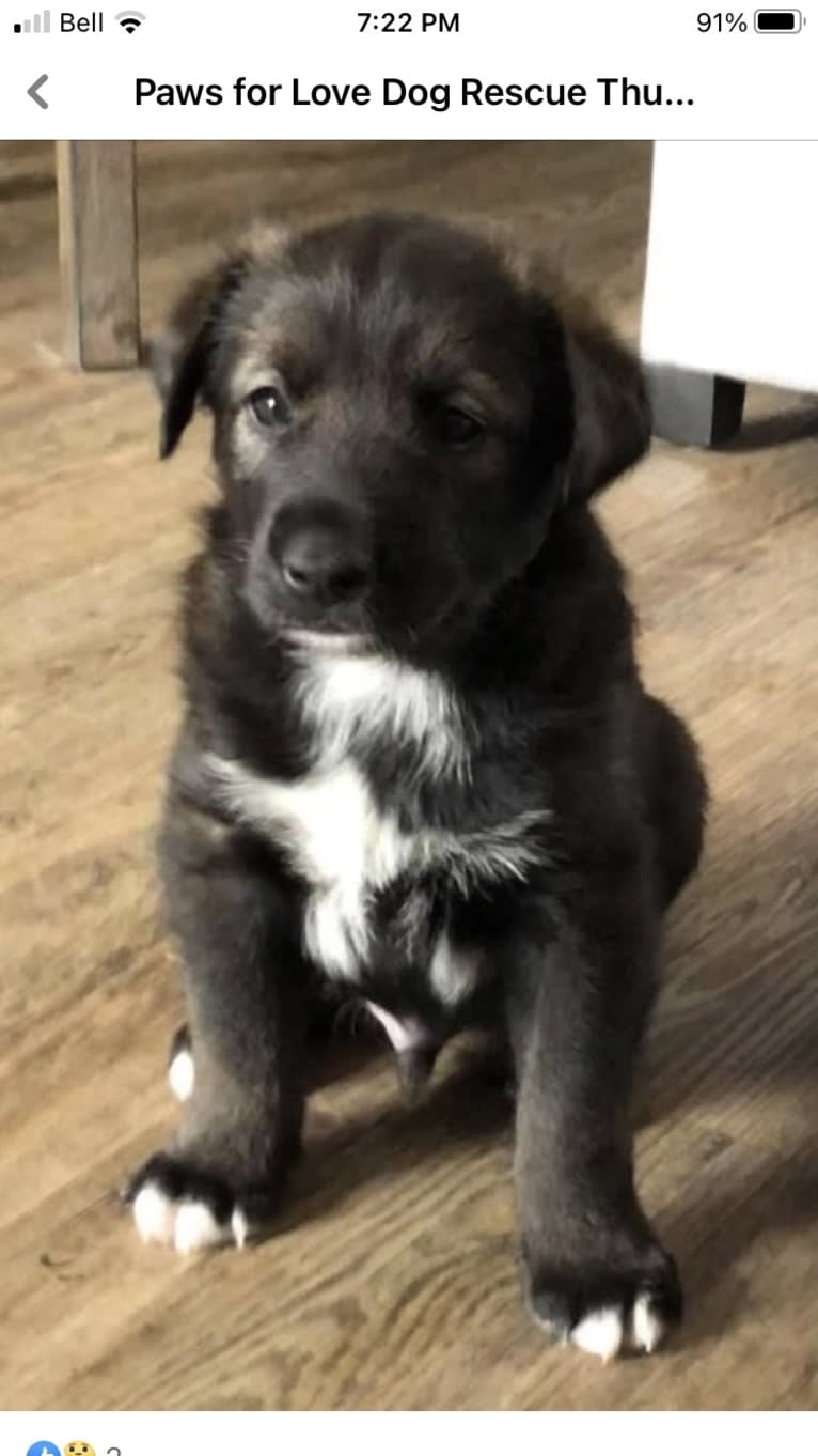 Bo, an Alaskan-type Husky tested with EmbarkVet.com