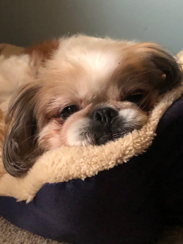 Photo of Baxter, a Pekingese and Mixed mix in Orland Park, Illinois, USA