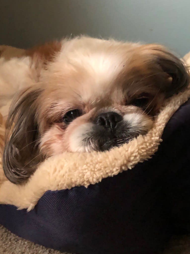 Baxter, a Pekingese and Japanese Chin mix tested with EmbarkVet.com