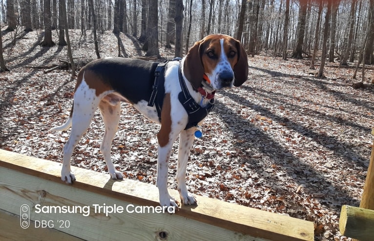 Murphy, a Treeing Walker Coonhound tested with EmbarkVet.com