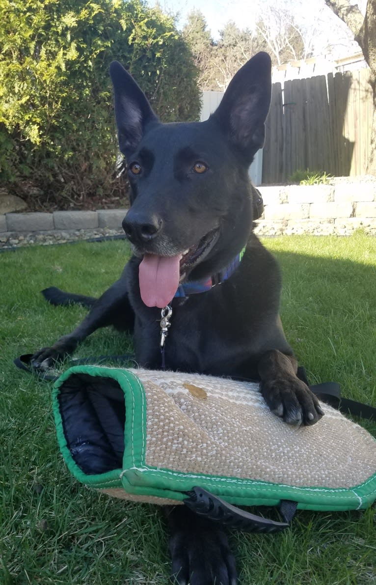 Rowan, a German Shepherd Dog and American Pit Bull Terrier mix tested with EmbarkVet.com