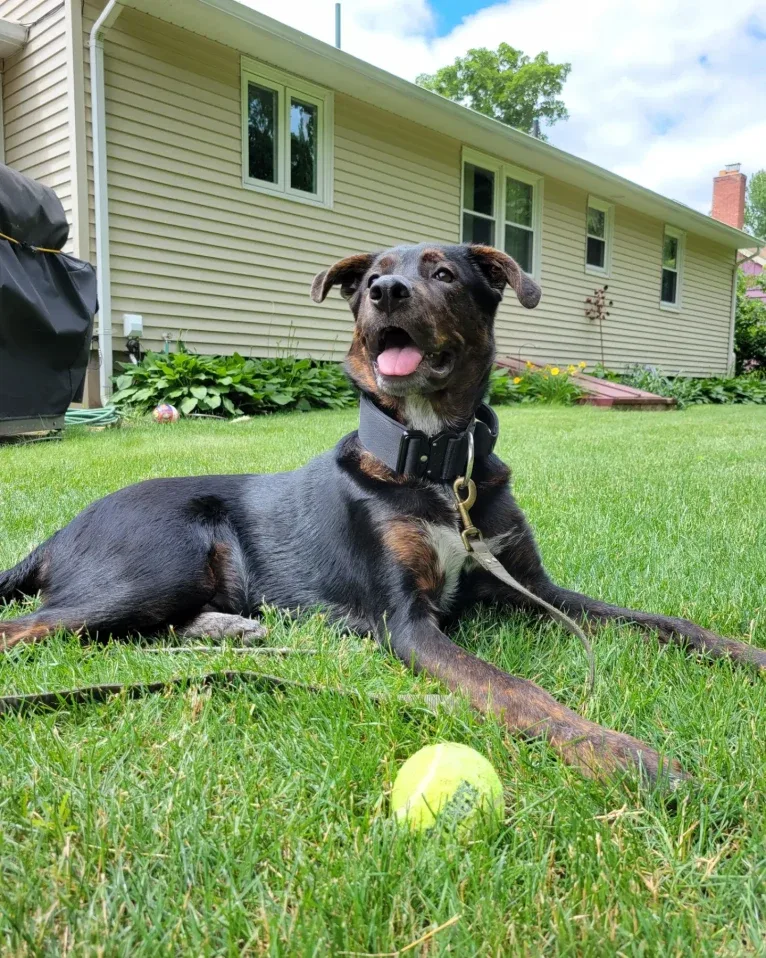 Zuko, a German Shepherd Dog and Rottweiler mix tested with EmbarkVet.com