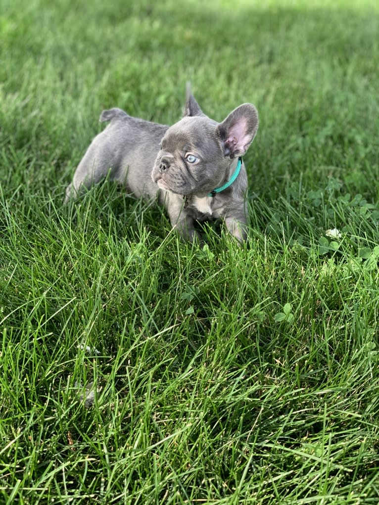 Nardo, a French Bulldog tested with EmbarkVet.com