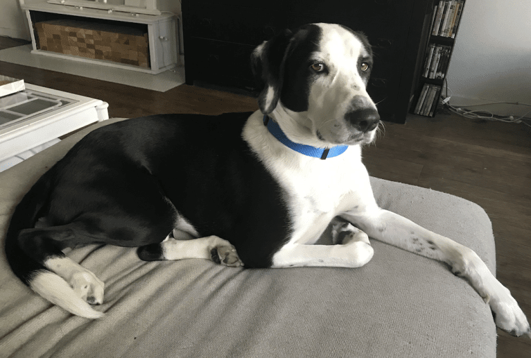 Bentley, a Treeing Walker Coonhound and American Pit Bull Terrier mix tested with EmbarkVet.com