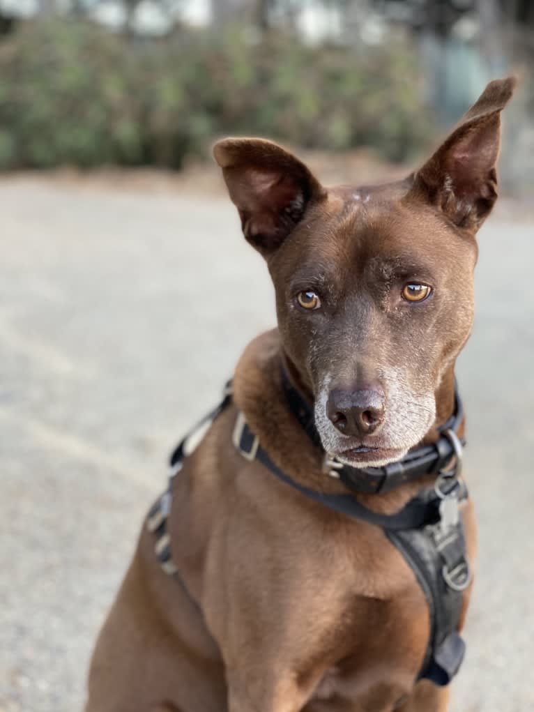 Benny, a Formosan Mountain Dog tested with EmbarkVet.com