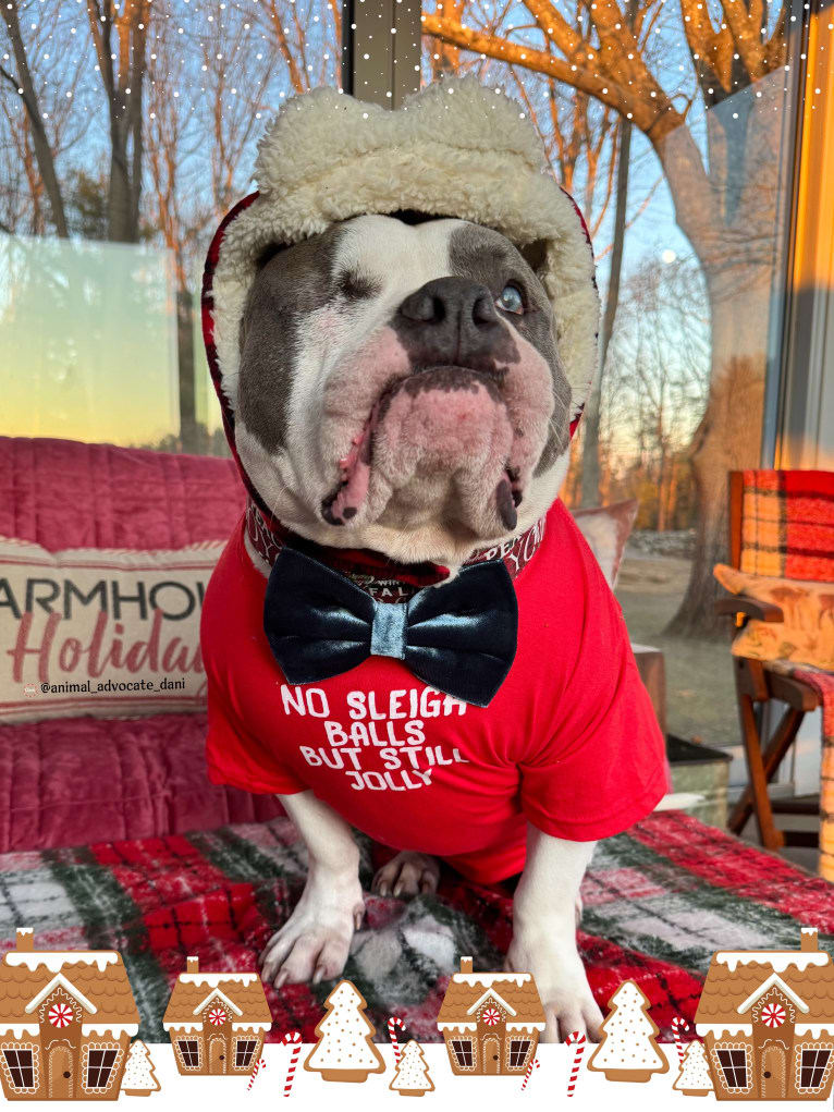 Rhino, an American Bully and Bulldog mix tested with EmbarkVet.com