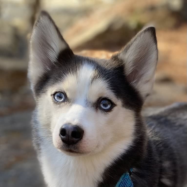 SKADI, a Pomsky tested with EmbarkVet.com