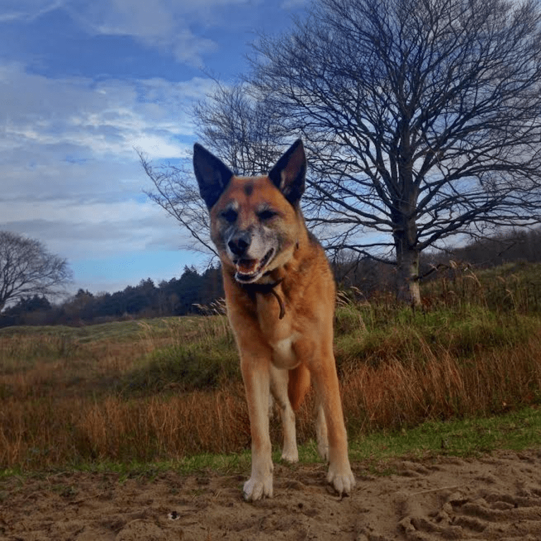 Sandy, a German Shepherd Dog and Siberian Husky mix tested with EmbarkVet.com