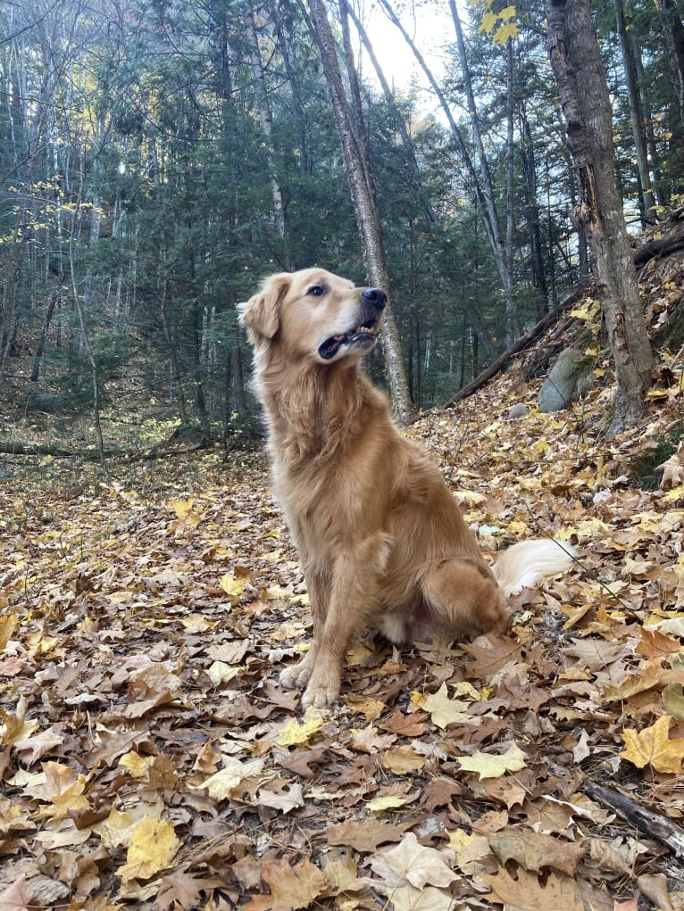 Timber “Gross Manor’s I’ll Be The One You Won’t Forget”, a Golden Retriever tested with EmbarkVet.com