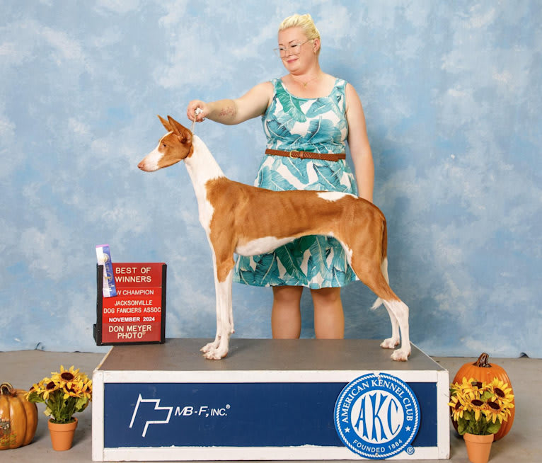 Ponzi, an Ibizan Hound tested with EmbarkVet.com