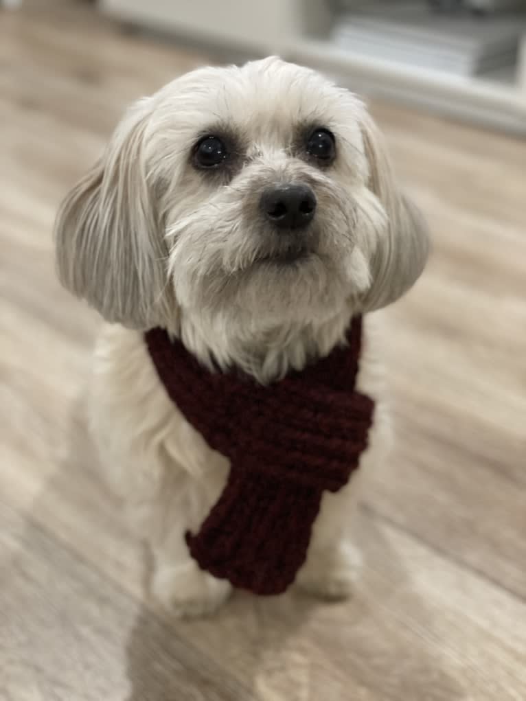 Bella, a Shih Tzu and Poodle (Small) mix tested with EmbarkVet.com