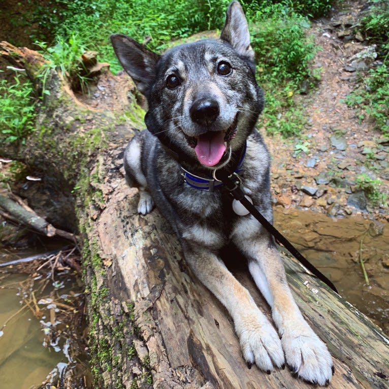 Gus, a Norwegian Elkhound and German Shepherd Dog mix tested with EmbarkVet.com