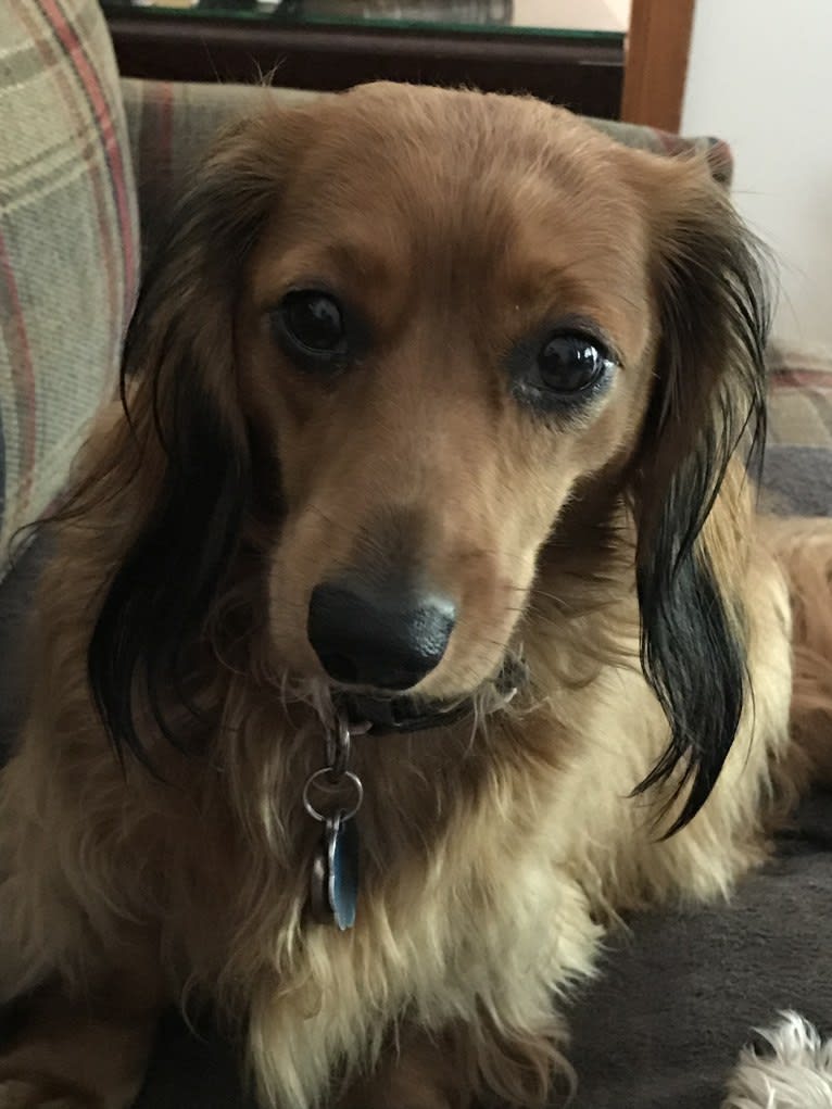 Hattie, a Dachshund (4.3% unresolved) tested with EmbarkVet.com