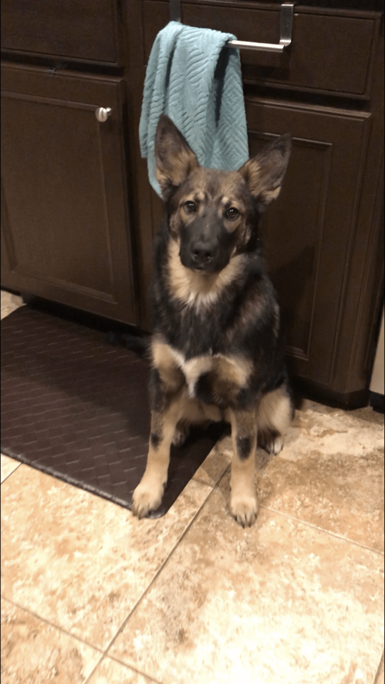 Echo, a German Shepherd Dog and Siberian Husky mix tested with EmbarkVet.com