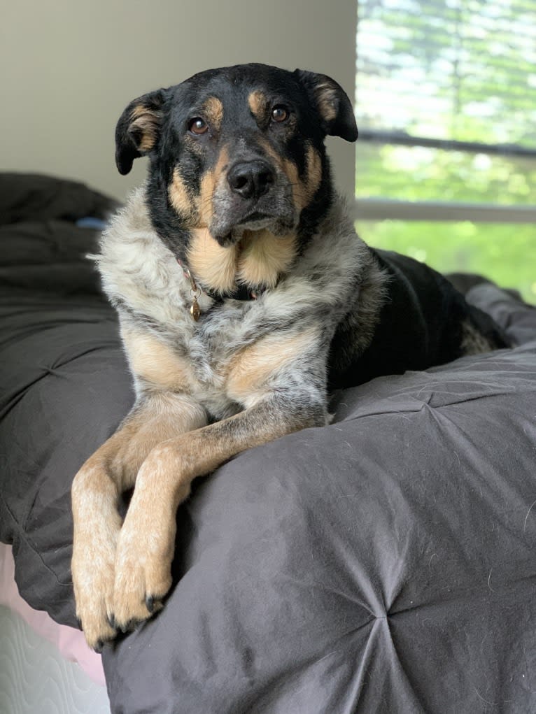 Aspen, an Australian Cattle Dog and Chow Chow mix tested with EmbarkVet.com