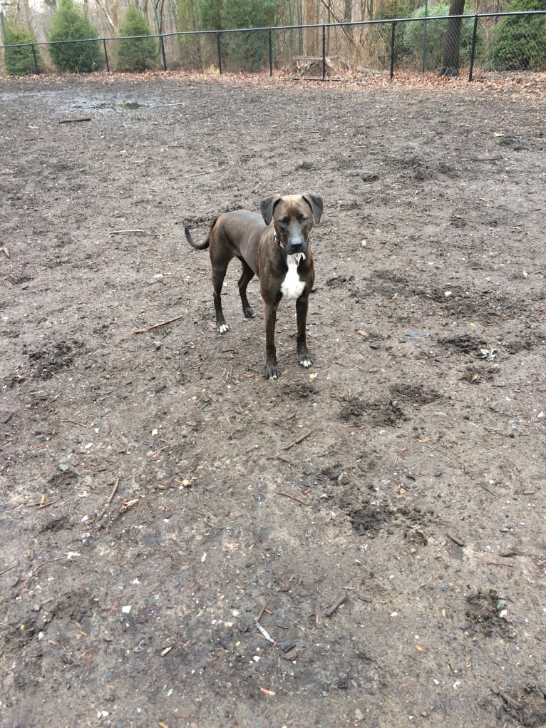 Carly, an American Pit Bull Terrier and Rottweiler mix tested with EmbarkVet.com