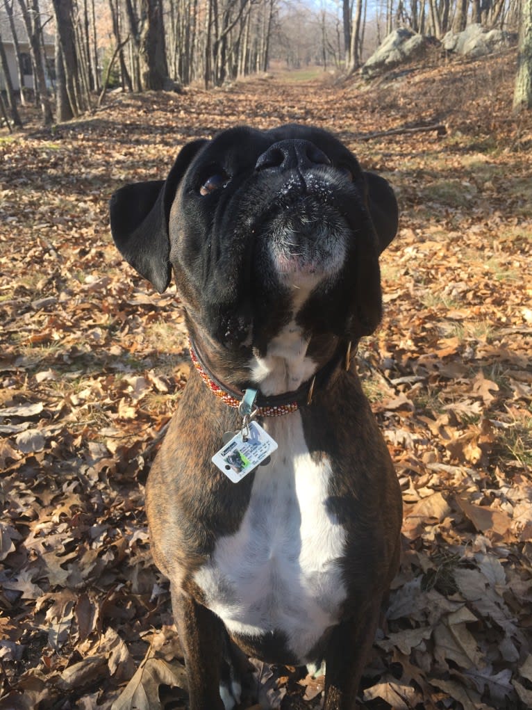 Murray, a Boxer tested with EmbarkVet.com