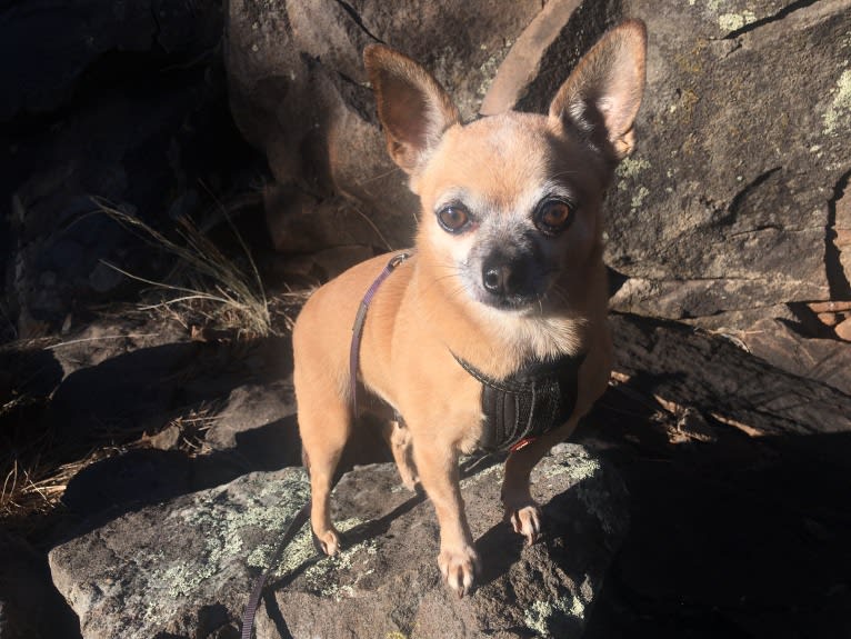 Sensei, a Chihuahua and Miniature Schnauzer mix tested with EmbarkVet.com