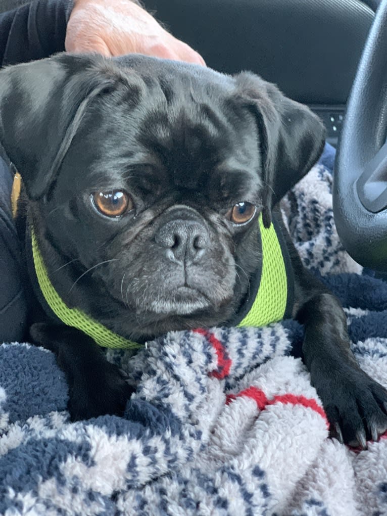 Dipper, a Pug tested with EmbarkVet.com