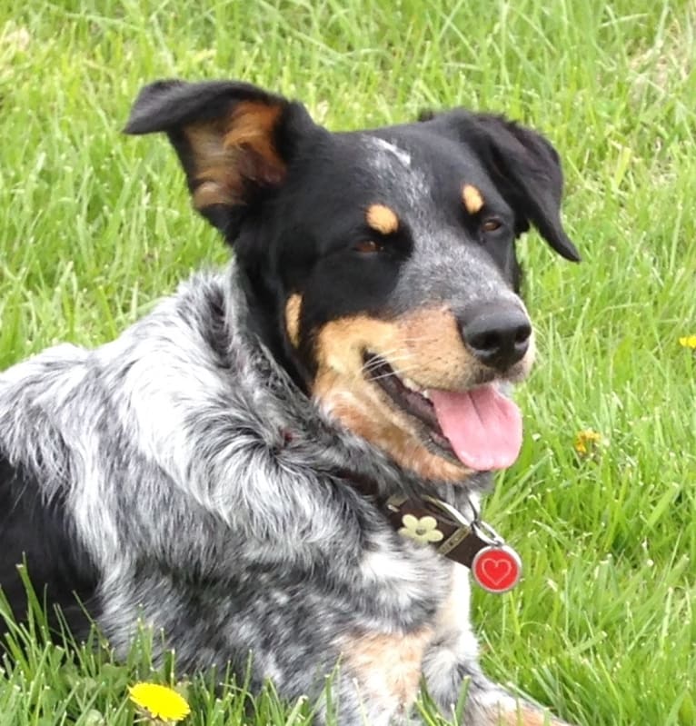 Niihka, an Australian Cattle Dog and Staffordshire Terrier mix tested with EmbarkVet.com
