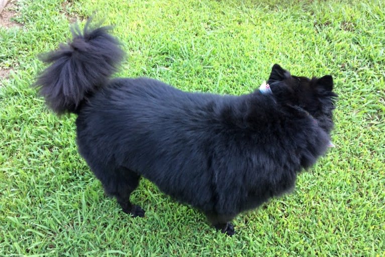 Hudson, a Chow Chow and German Shepherd Dog mix tested with EmbarkVet.com