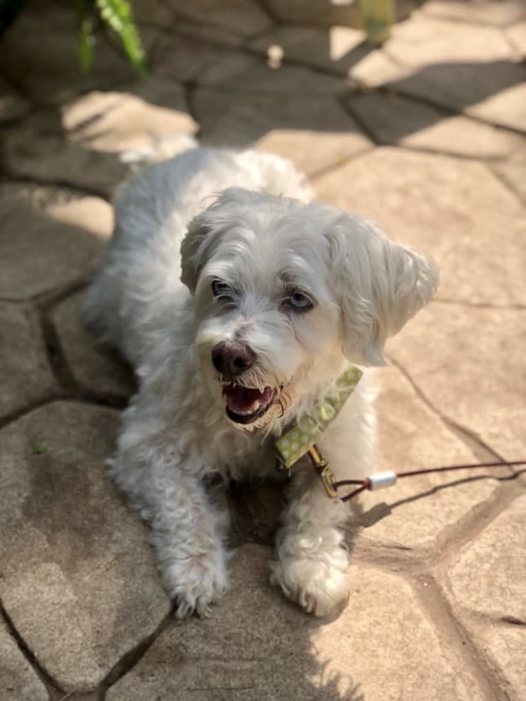 Simon Mose Bright, a Lhasa Apso and Bichon Frise mix tested with EmbarkVet.com