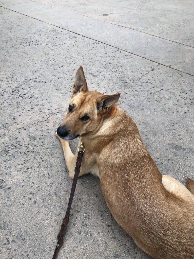 Chewbacca, a German Shepherd Dog and Australian Cattle Dog mix tested with EmbarkVet.com