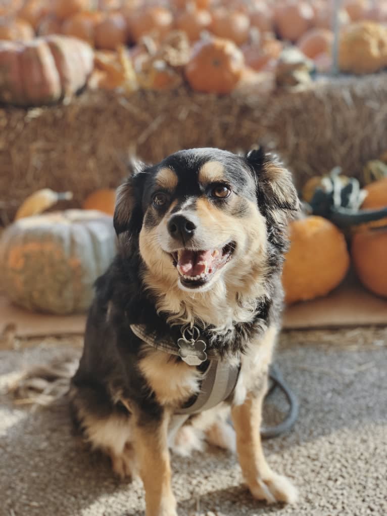 Wally, a Pomeranian and American Pit Bull Terrier mix tested with EmbarkVet.com