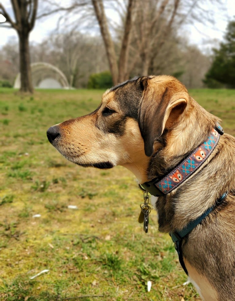 Toby, a German Shepherd Dog and Labrador Retriever mix tested with EmbarkVet.com