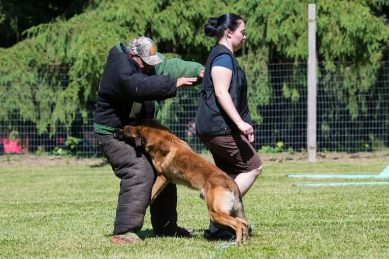 Oso, a Belgian Shepherd tested with EmbarkVet.com