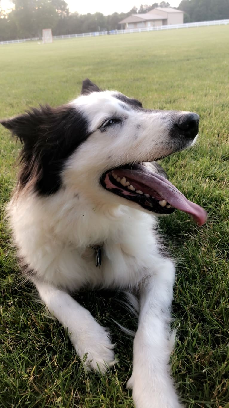 Spruce, a Border Collie (17.6% unresolved) tested with EmbarkVet.com
