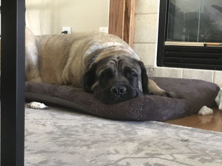 Kosar, a Mastiff tested with EmbarkVet.com