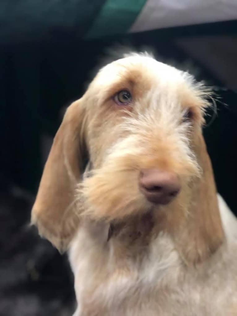 Mabel, a Spinone Italiano tested with EmbarkVet.com