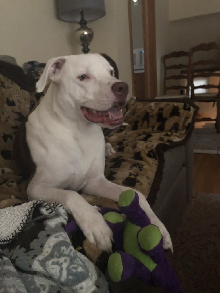 Chance, an American Pit Bull Terrier and Labrador Retriever mix tested with EmbarkVet.com