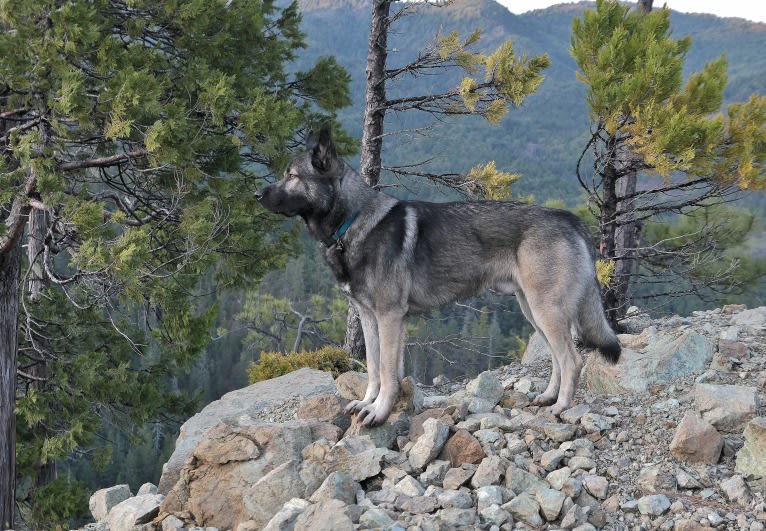 Kodiak, a Caucasian Ovcharka and German Shepherd Dog mix tested with EmbarkVet.com
