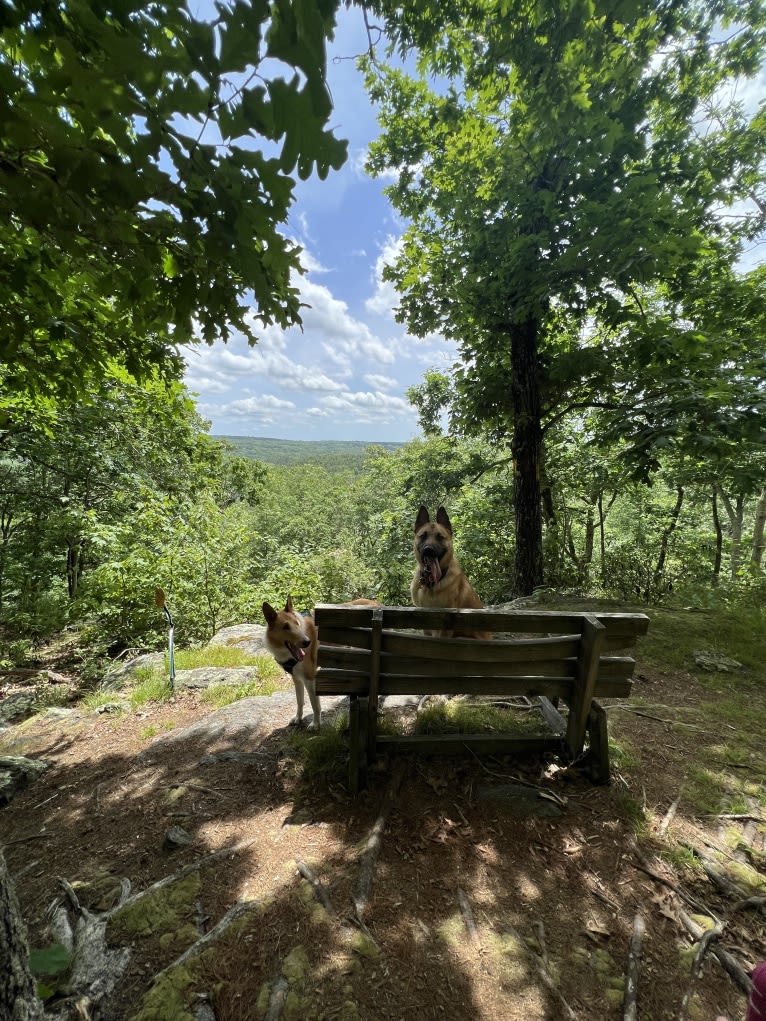 Everhett, a German Shepherd Dog and Australian Cattle Dog mix tested with EmbarkVet.com