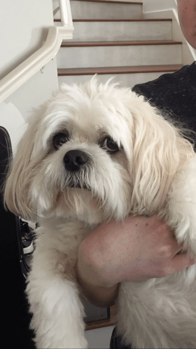 Heidi, a Shih Tzu and American Eskimo Dog mix tested with EmbarkVet.com