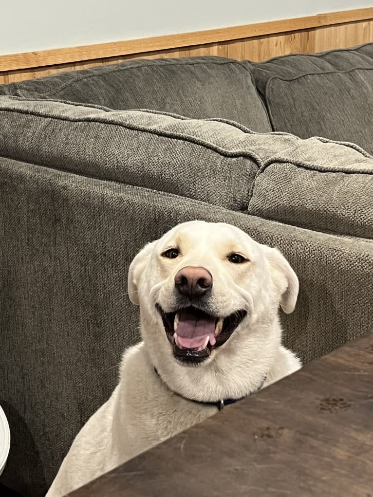 Colt, a Siberian Husky and American Bulldog mix tested with EmbarkVet.com