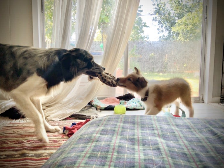 Zuzu, a Border Collie tested with EmbarkVet.com