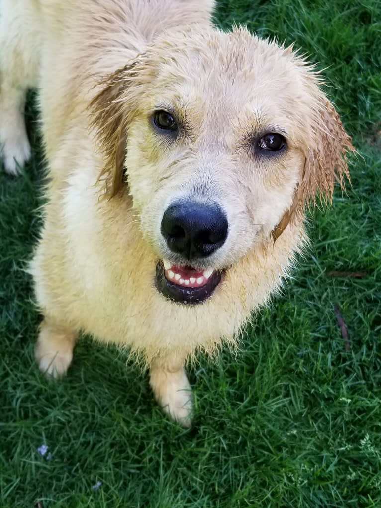 WC's Little Miss Hot Cakes "Bindi", a Golden Retriever tested with EmbarkVet.com