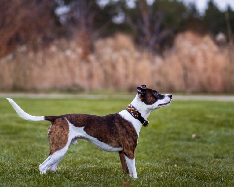 Pan, a Russell-type Terrier and Border Collie mix tested with EmbarkVet.com