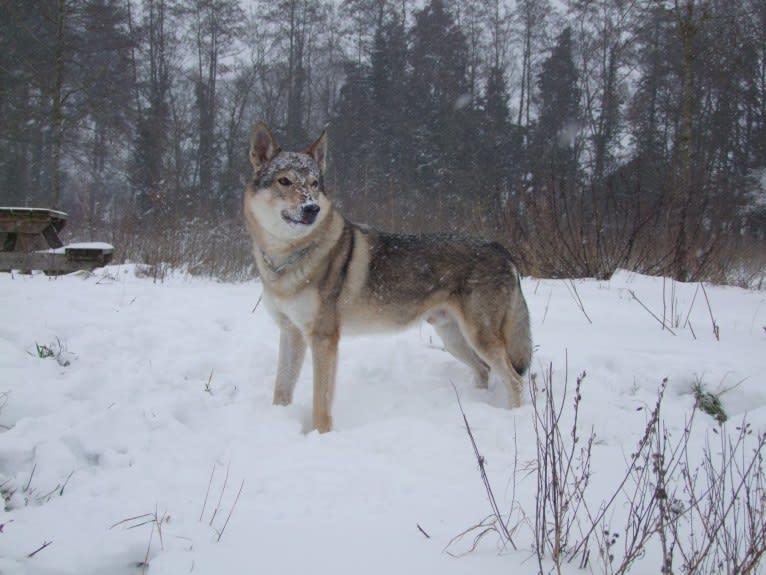 Warrow, a Czechoslovakian Vlcak tested with EmbarkVet.com