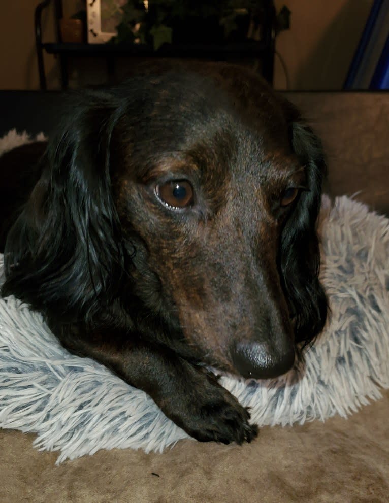 Maggie, a Dachshund tested with EmbarkVet.com