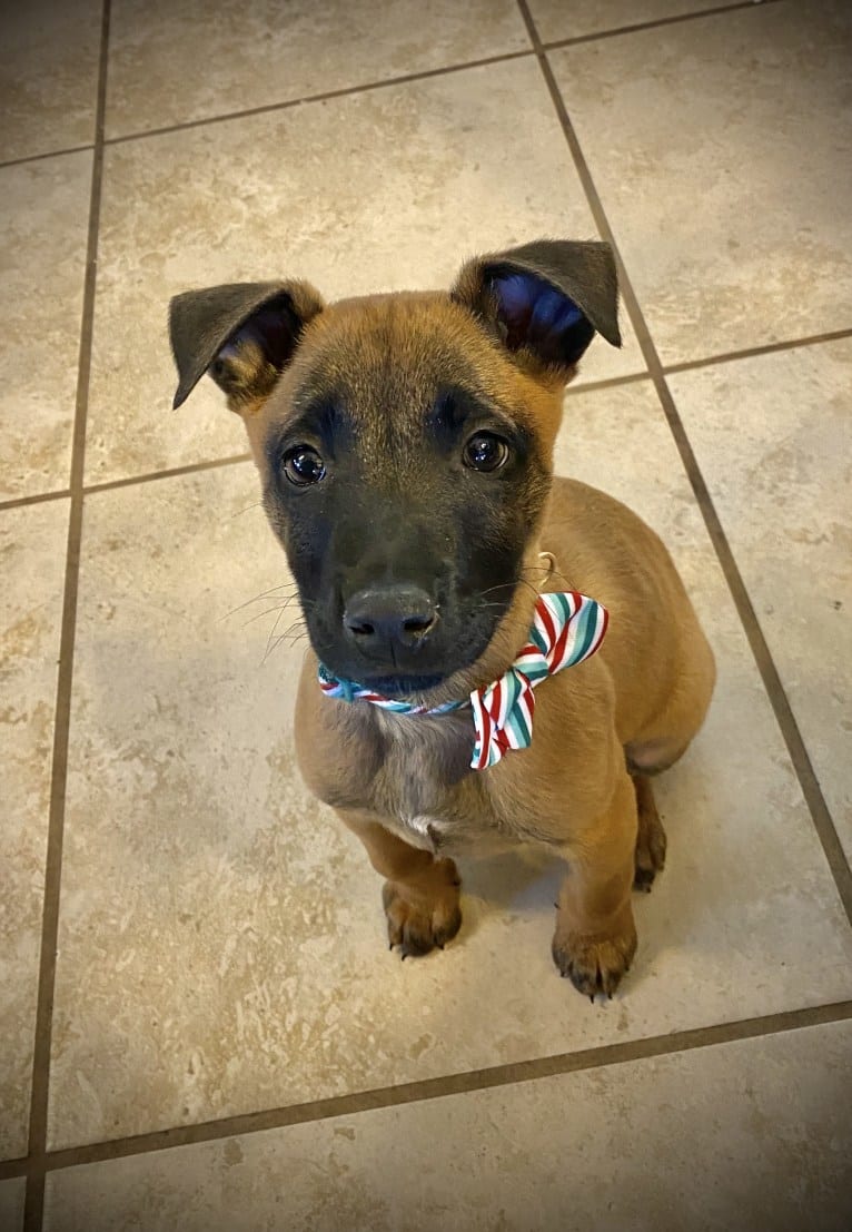 Max, a Belgian Malinois and Boxer mix tested with EmbarkVet.com