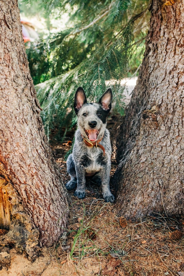 Ranger, an Australian Cattle Dog tested with EmbarkVet.com