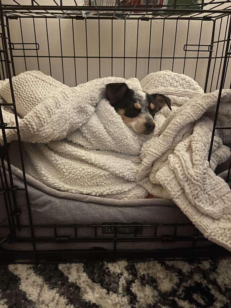 Pepper, a Chihuahua and Australian Cattle Dog mix tested with EmbarkVet.com
