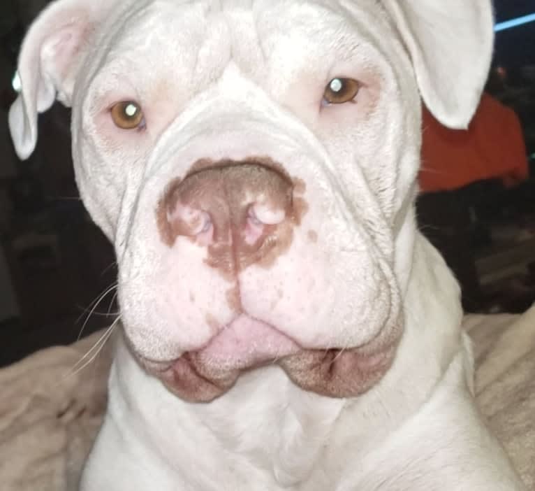 Storm, an American Bulldog tested with EmbarkVet.com