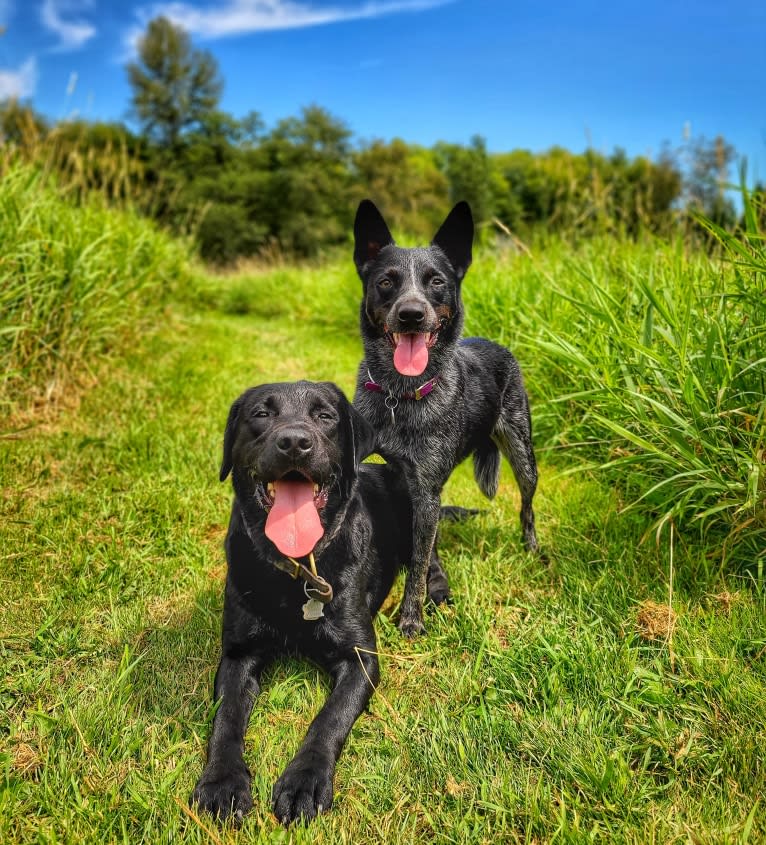 Juniper, an Australian Cattle Dog tested with EmbarkVet.com